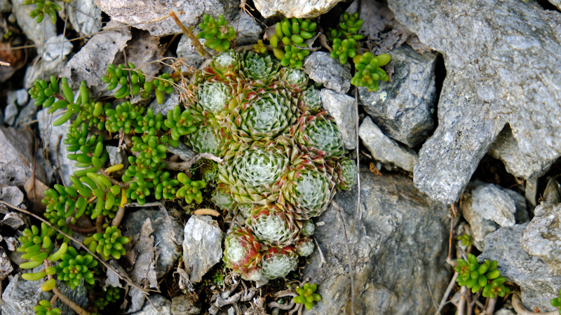 2017-09-13_142956 trentino-suedtirol-2017.jpg - Wanderung von Stilfs nach Prad